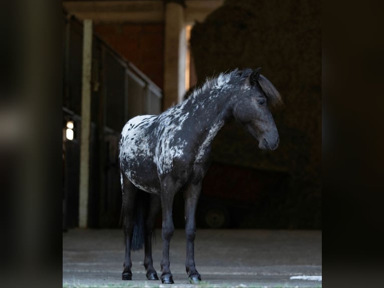 Shetland Mini Stallone 1 Anno 77 cm Leopard in Schemmerhofen