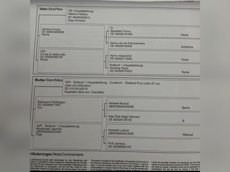 Shetland Mini Stallone 1 Anno 84 cm Red dun in Uslar