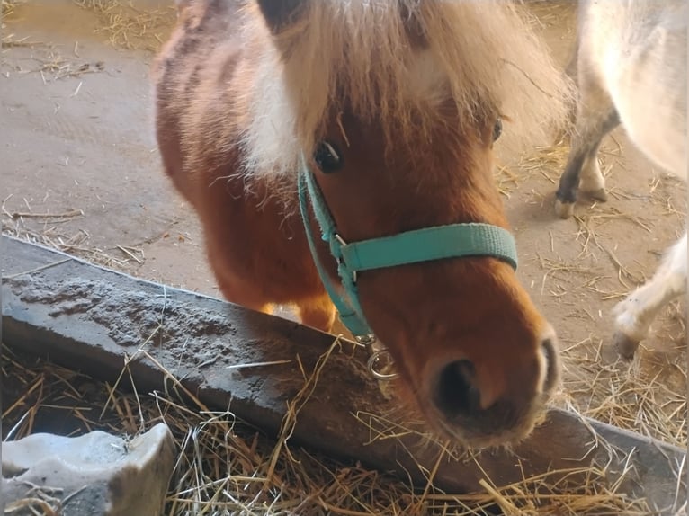 Shetland Mini Stallone 2 Anni 72 cm Baio in Hohberg
