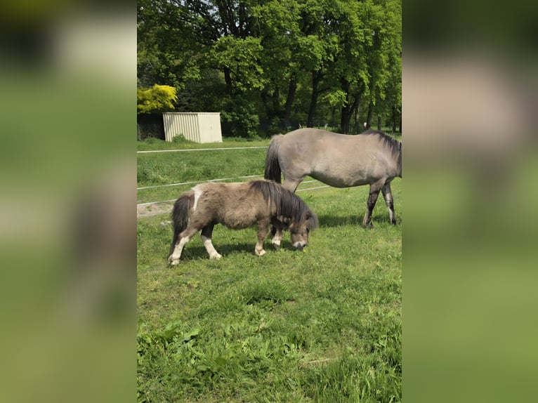 Shetland Mini Stallone 2 Anni 76 cm  in Coswig