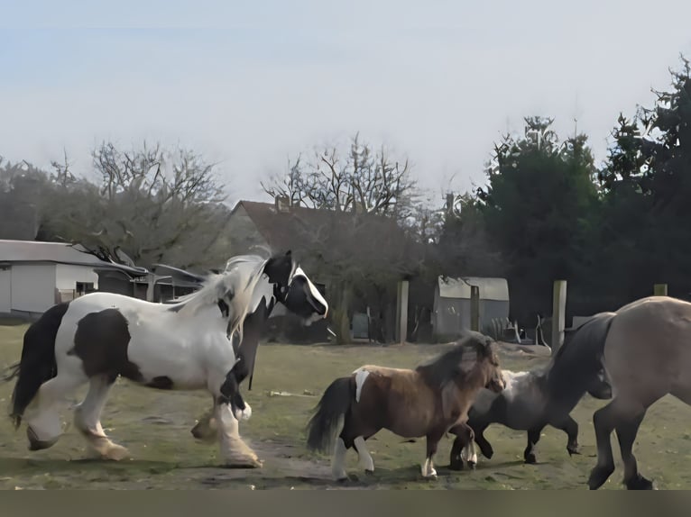 Shetland Mini Stallone 2 Anni 76 cm  in Coswig