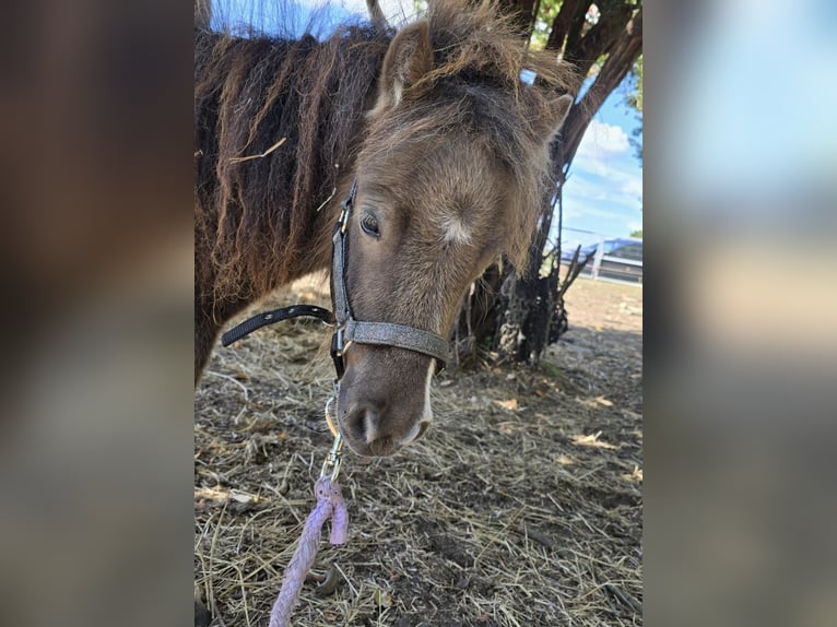 Shetland Mini Stallone 2 Anni 78 cm  in Coswig