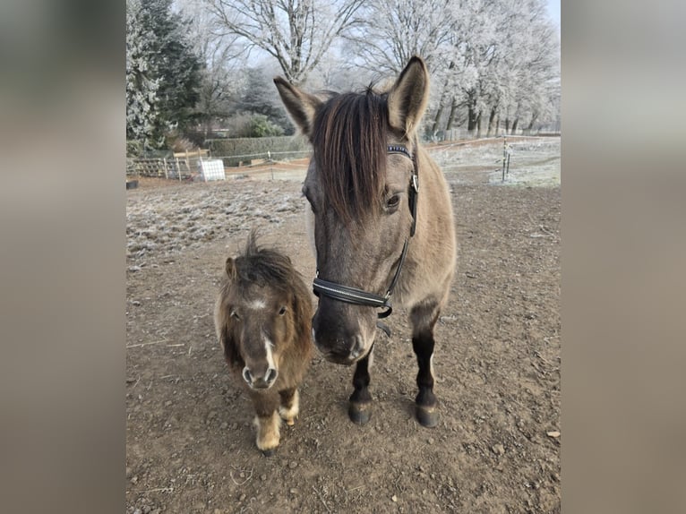 Shetland Mini Stallone 2 Anni 78 cm  in Coswig