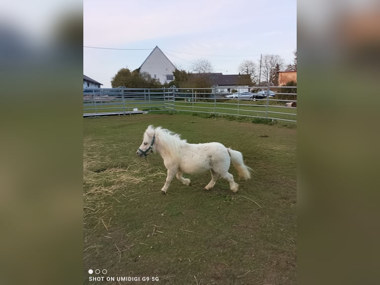 Shetland Mini Stallone 2 Anni 80 cm Palomino in Unterschneidheim