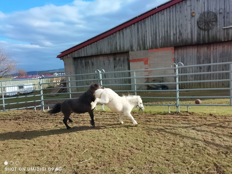 Shetland Mini Stallone 2 Anni 80 cm Palomino in Unterschneidheim