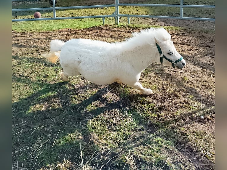 Shetland Mini Stallone 2 Anni 80 cm Palomino in Unterschneidheim