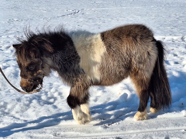 Shetland Mini Stallone 2 Anni 85 cm Pezzato in Argenbühl