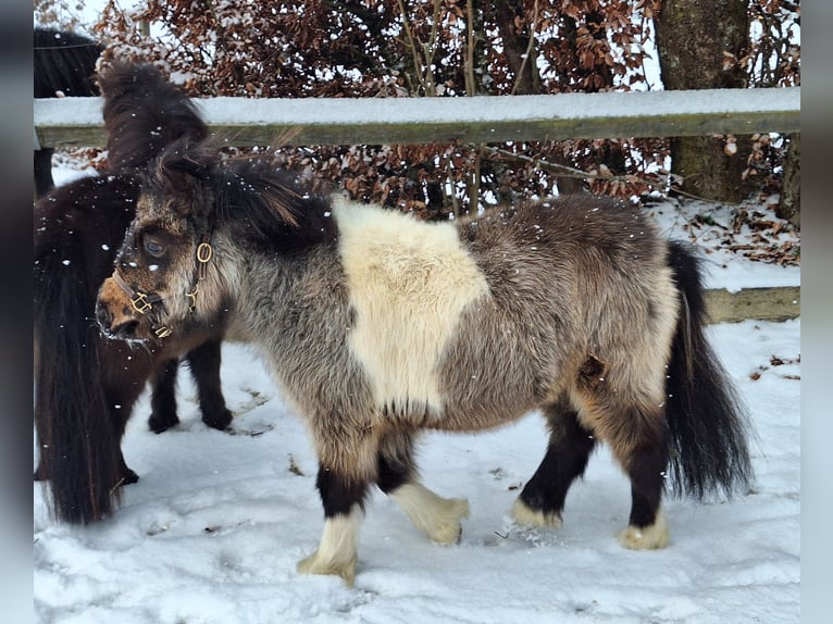 Shetland Mini Stallone 2 Anni 85 cm Pezzato in Argenbühl