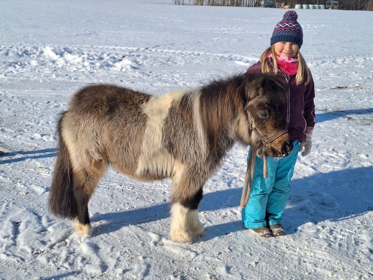Shetland Mini Stallone 2 Anni 85 cm Pezzato in Argenbühl