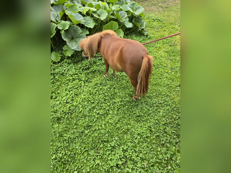 Shetland Mini Stallone 2 Anni Sauro in Muldestausee