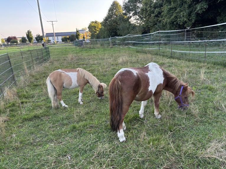 Shetland Mini Stallone 3 Anni 75 cm Pezzato in Obertshausen