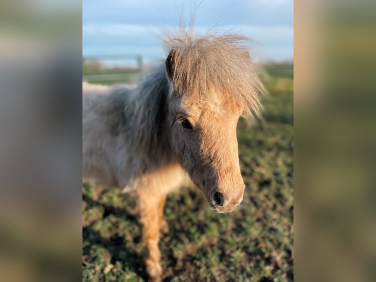 Shetland Mini Stallone 3 Anni 77 cm Palomino in Rheine