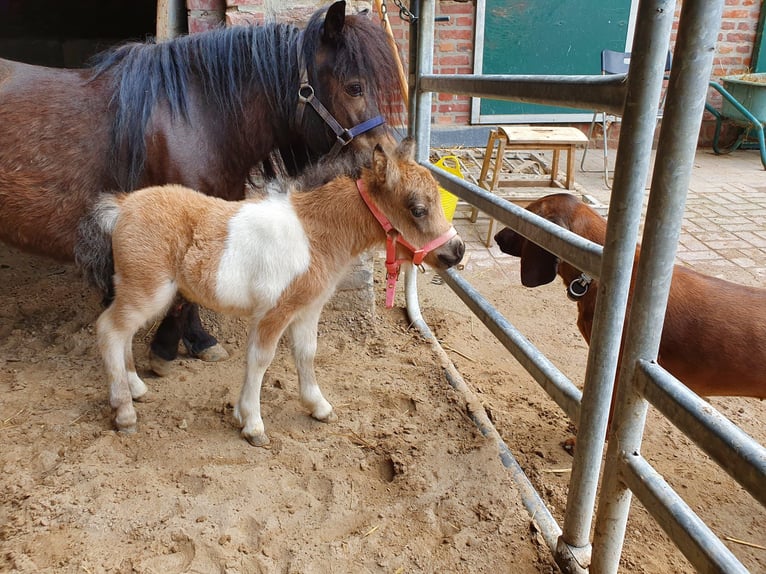 Shetland Mini Stallone 3 Anni 85 cm Pezzato in Niederzier