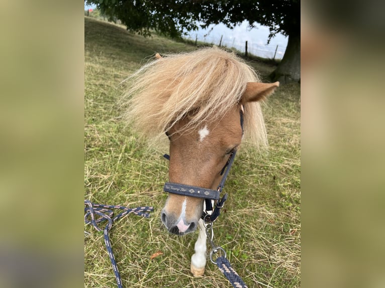 Shetland Mini Stallone 3 Anni 87 cm Pezzato in Uedem