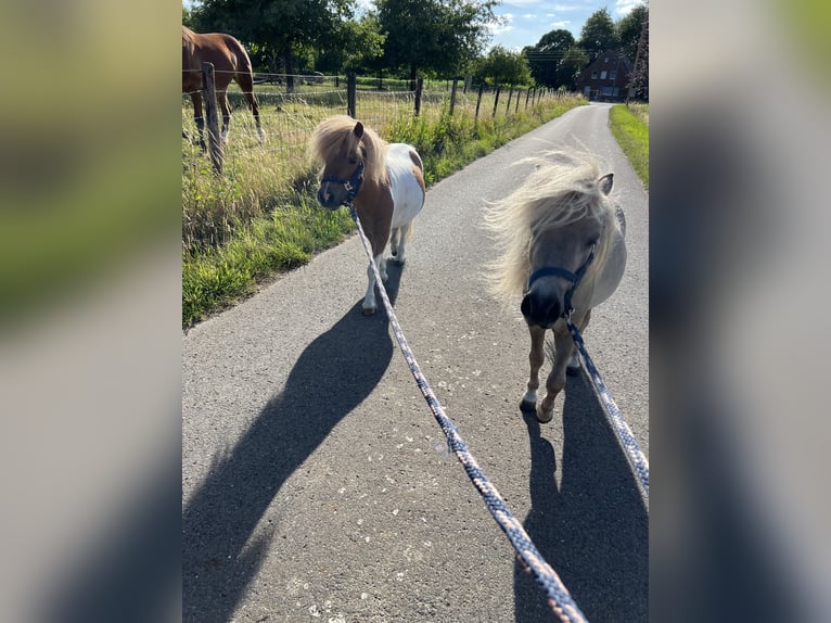 Shetland Mini Stallone 3 Anni 87 cm Pezzato in Uedem