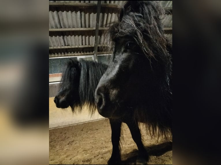 Shetland Mini Stallone 4 Anni 76 cm Morello in Bornheim