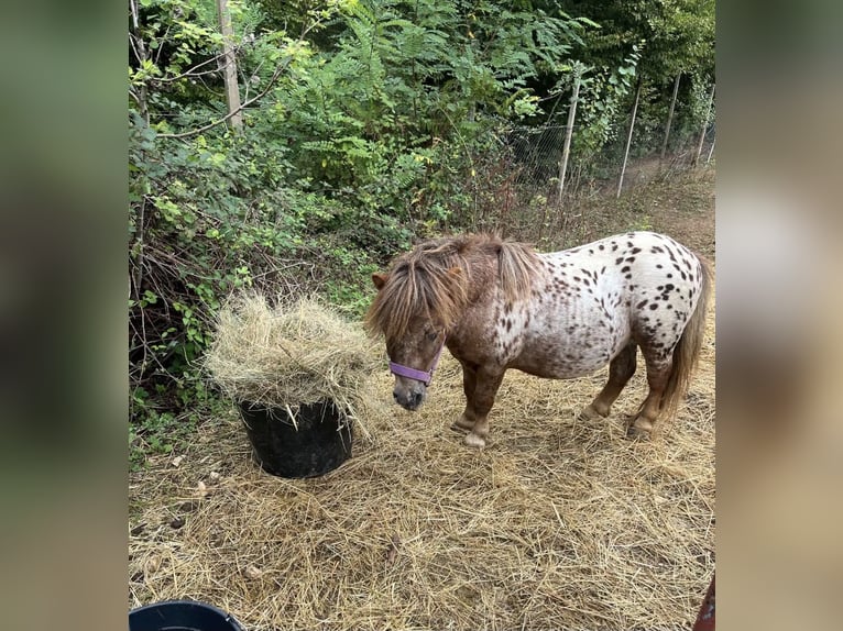 Shetland Mini Mix Stallone 4 Anni 78 cm Leopard in Novo mesto