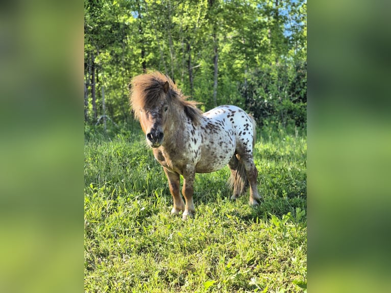Shetland Mini Mix Stallone 4 Anni 78 cm Leopard in Novo mesto
