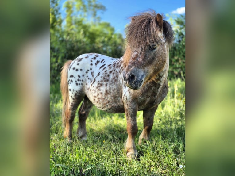 Shetland Mini Mix Stallone 4 Anni 78 cm Leopard in Novo mesto