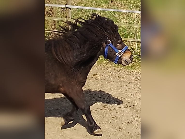 Shetland Mini Stallone 4 Anni 80 cm Baio scuro in Unterschneidheim
