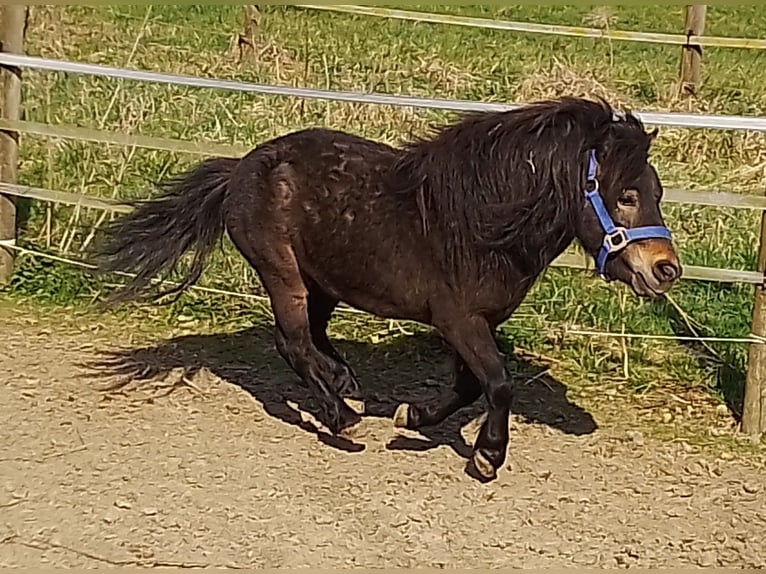 Shetland Mini Stallone 4 Anni 80 cm Baio scuro in Unterschneidheim