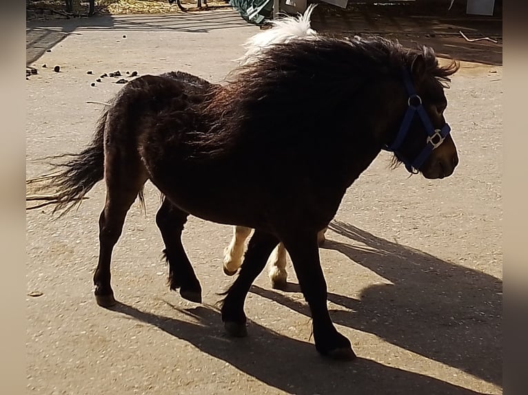 Shetland Mini Stallone 4 Anni 80 cm Baio scuro in Unterschneidheim