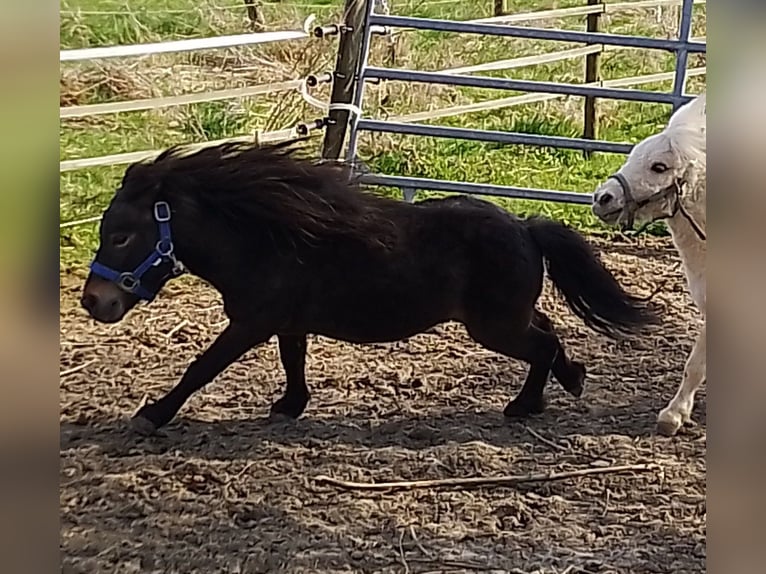 Shetland Mini Stallone 4 Anni 80 cm Baio scuro in Unterschneidheim