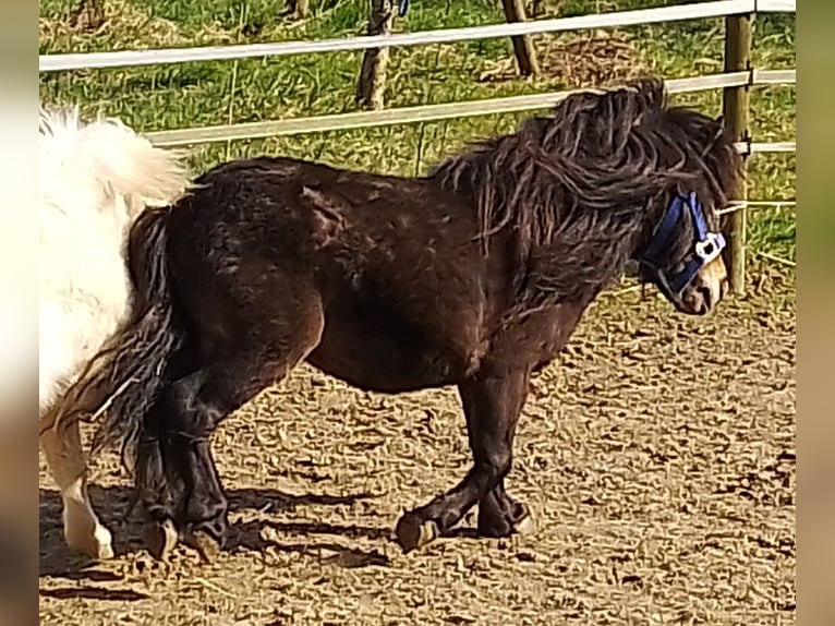 Shetland Mini Stallone 4 Anni 80 cm Baio scuro in Unterschneidheim