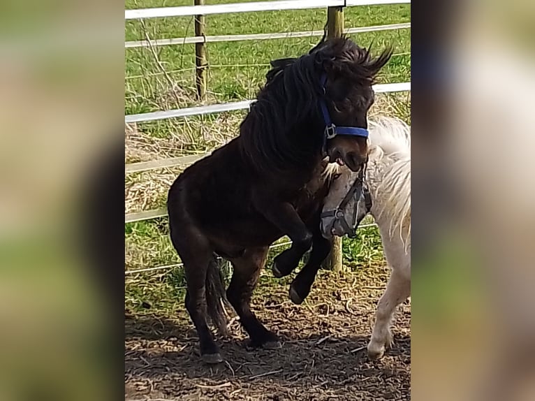 Shetland Mini Stallone 4 Anni 80 cm Baio scuro in Unterschneidheim