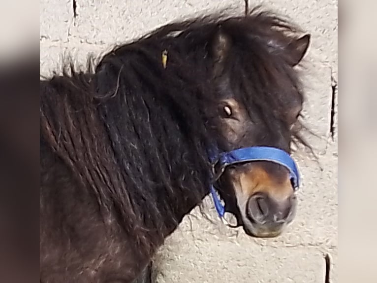 Shetland Mini Stallone 4 Anni 80 cm Baio scuro in Unterschneidheim