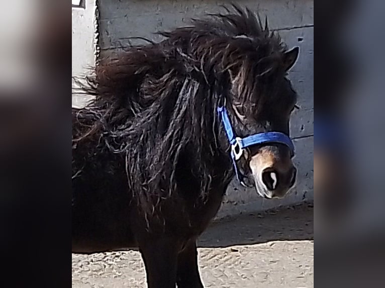Shetland Mini Stallone 4 Anni 80 cm Baio scuro in Unterschneidheim