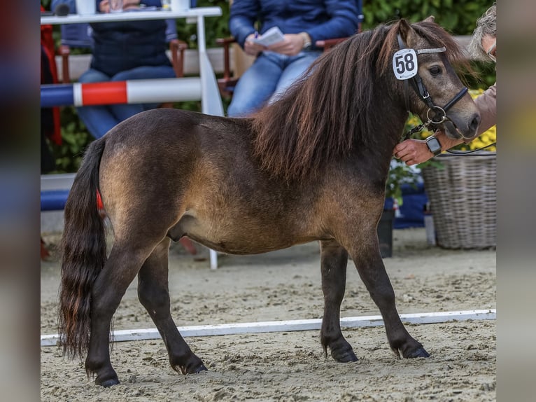Shetland Mini Stallone 4 Anni 84 cm Pelle di daino in Saterland