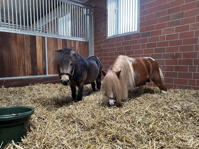 Shetland Mini Stallone 4 Anni 84 cm Pelle di daino in Saterland