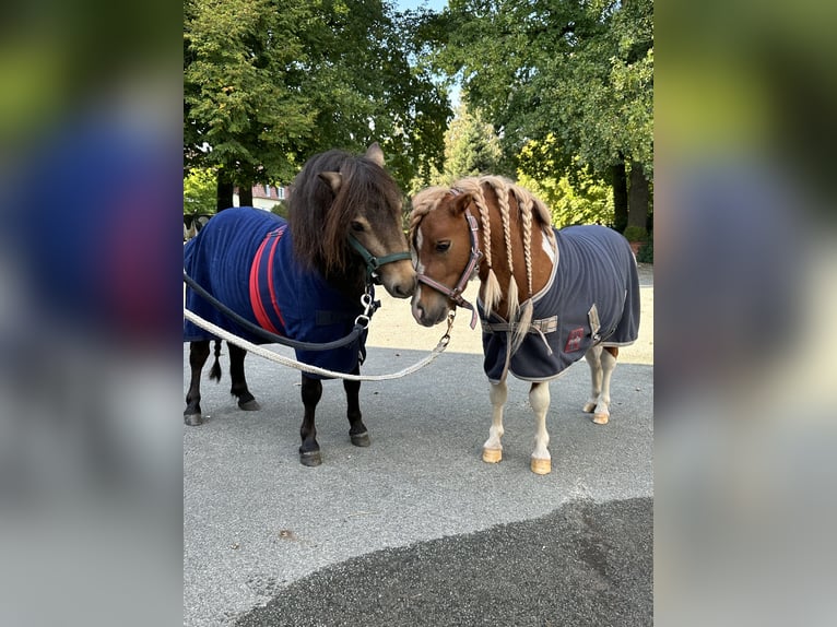Shetland Mini Stallone 4 Anni 84 cm Pelle di daino in Saterland