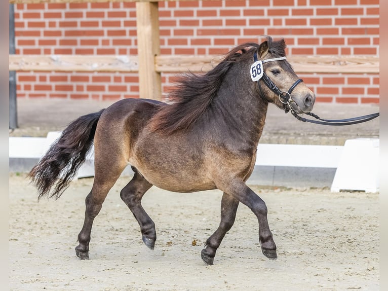 Shetland Mini Stallone 4 Anni 84 cm Pelle di daino in Saterland