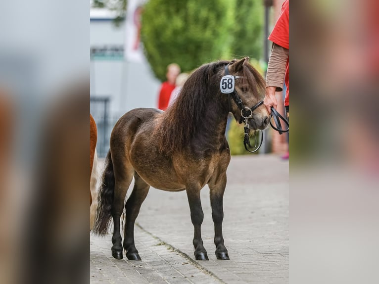 Shetland Mini Stallone 4 Anni 84 cm Pelle di daino in Saterland