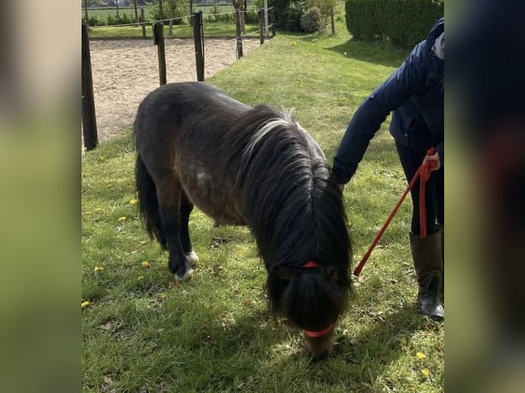 Shetland Mini Stallone 4 Anni 94 cm Pezzato in Harderwijk