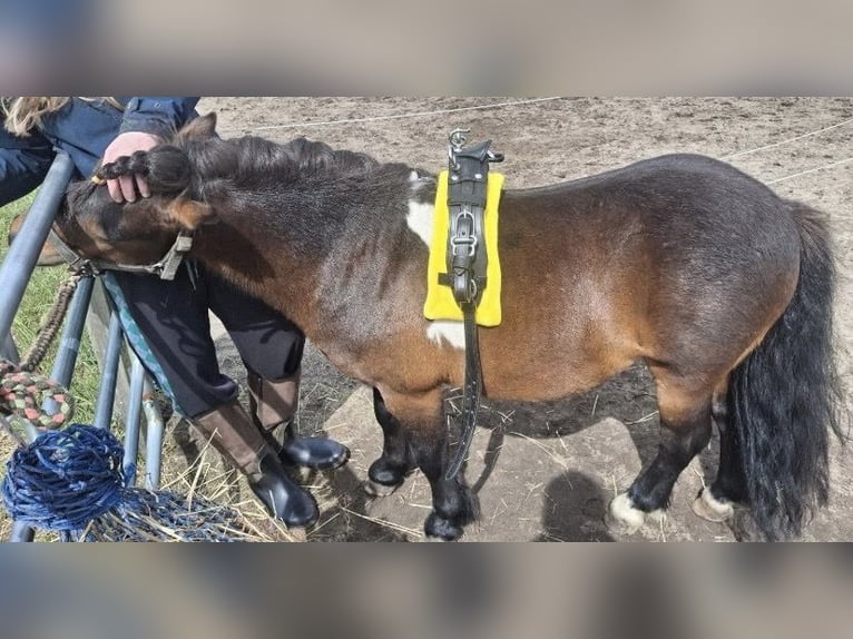 Shetland Mini Stallone 4 Anni 94 cm Pezzato in Harderwijk