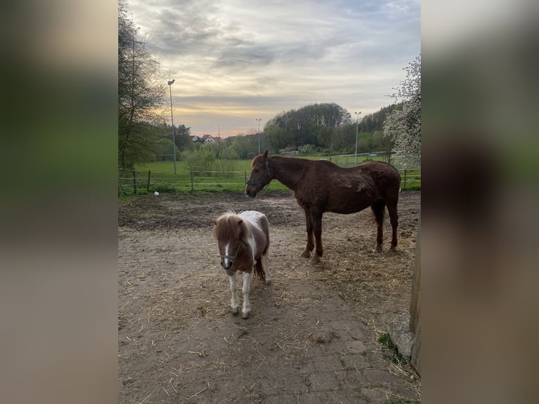 Shetland Mini Stallone 5 Anni 100 cm in Gößweinstein