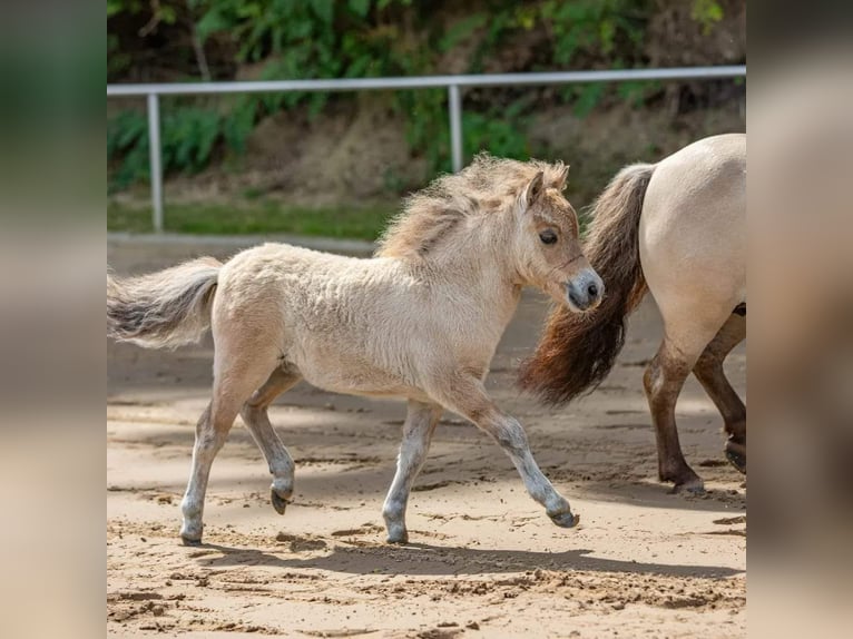 Shetland Mini Stallone 5 Anni 84 cm Pelle di daino in Bersenbrück