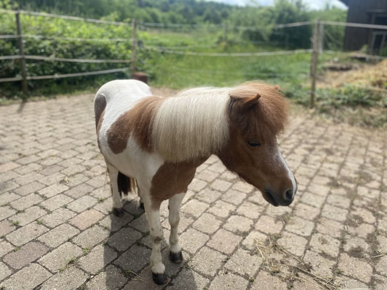 Shetland Mini Stallone 6 Anni 95 cm in G&#xF6;&#xDF;weinstein