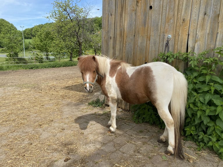 Shetland Mini Stallone 6 Anni 95 cm in G&#xF6;&#xDF;weinstein