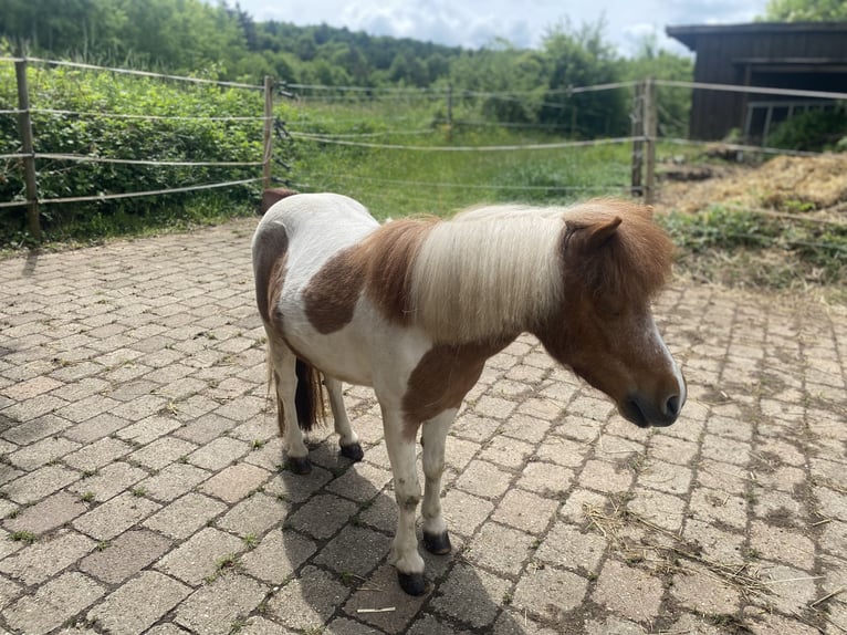 Shetland Mini Stallone 6 Anni 95 cm in G&#xF6;&#xDF;weinstein