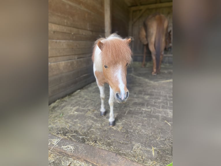 Shetland Mini Stallone 6 Anni 95 cm in G&#xF6;&#xDF;weinstein