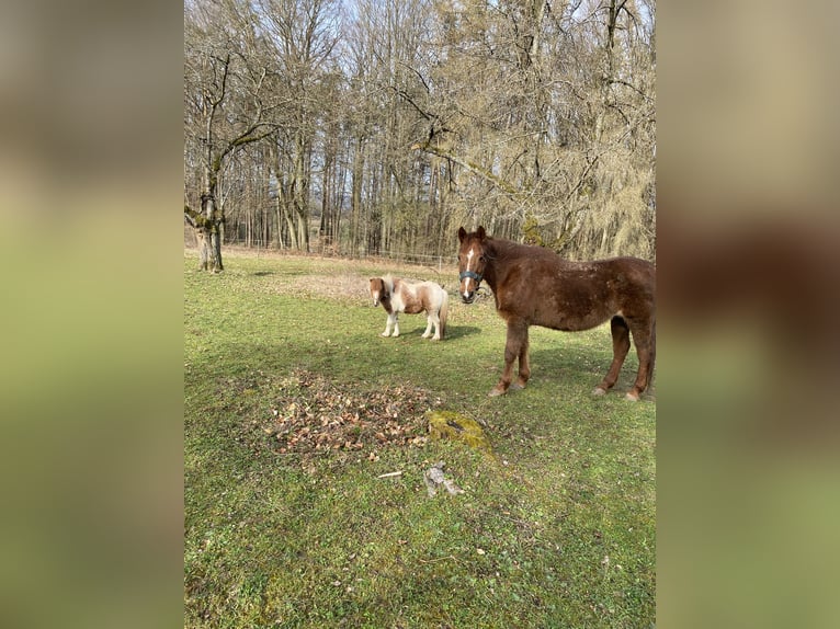 Shetland Mini Stallone 6 Anni 95 cm in G&#xF6;&#xDF;weinstein