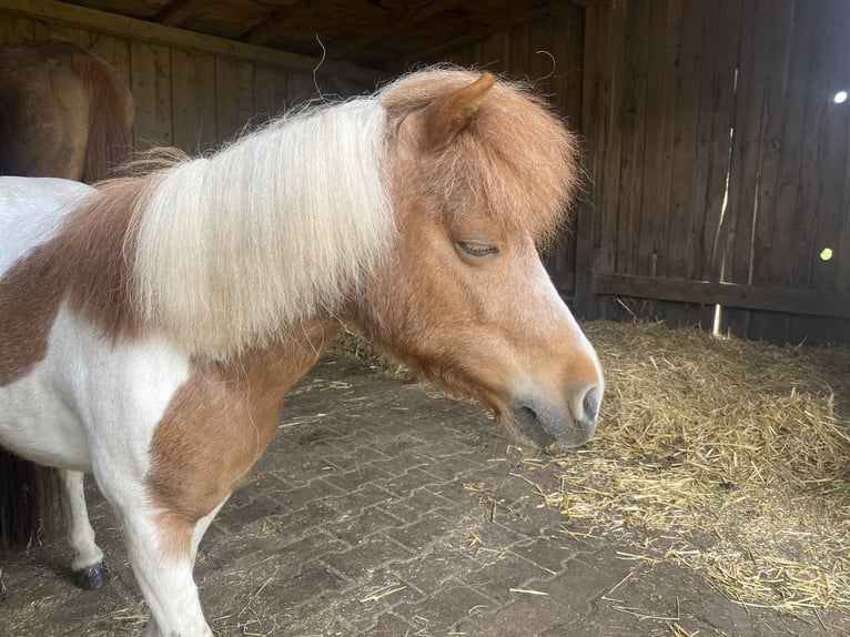 Shetland Mini Stallone 6 Anni 95 cm in G&#xF6;&#xDF;weinstein
