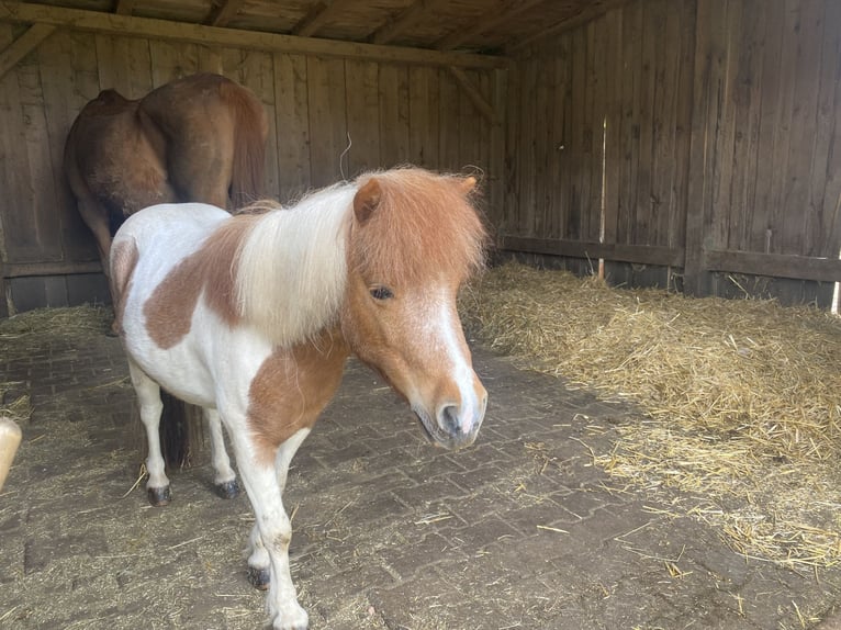Shetland Mini Stallone 6 Anni 95 cm in G&#xF6;&#xDF;weinstein