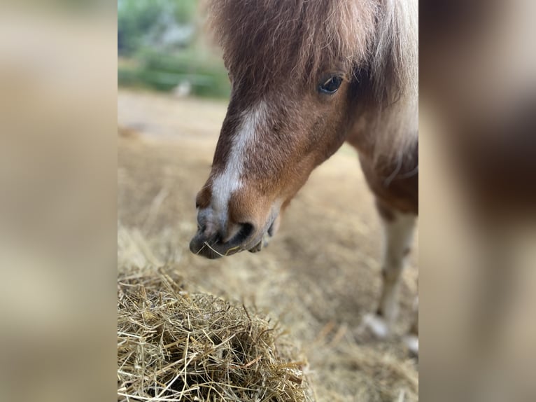 Shetland Mini Stallone 6 Anni 95 cm in G&#xF6;&#xDF;weinstein