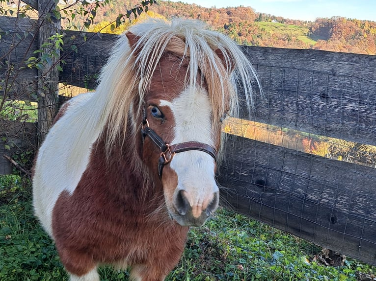 Shetland Mini Stallone 7 Anni 71 cm Pezzato in Fernitz