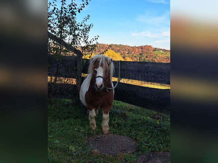 Shetland Mini Stallone 7 Anni 71 cm Pezzato in Fernitz